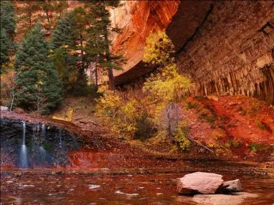 Ces fleurs d'automne sont épanouies. Ce sont...