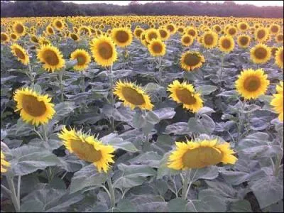 C'est l'été. Que contient le panier ?