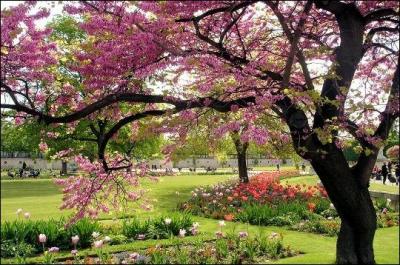 C'est le printemps. Quel arbre offre trop de fleurs pour un simple locataire ? (N'oubliez pas de lire la description ! )