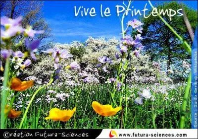 Le printemps ! Quelle fleur est-il dommage de cueillir ?