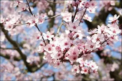 Au printemps, ils sont dans le nid. Ce sont...