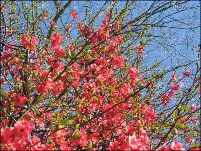 Le printemps ! Quelles fleurs tombèrent quand le jardin fut balayé de frais ?
