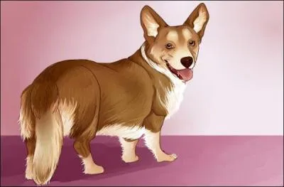 Comment s'appelle le petit chien de la directrice ?