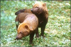 Sur quel continent pourrez-vous trouver le chien des buissons ?