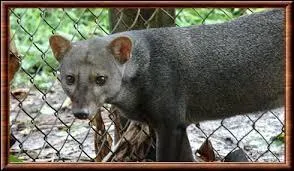 À laquelle de ces espèces appartient le chien des buissons aux oreilles courtes ?