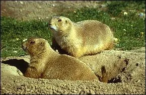 Les chiens de prairie sont...