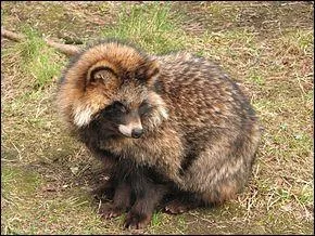 Trouvez le véritable nom du chien viverrin !