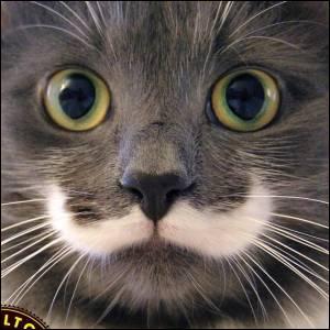 Combien le chat a-t-il de moustaches ?