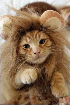 Les chat descendent des lions.