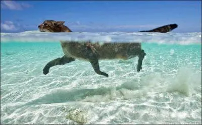 Tous les chats ont-il peur de l'eau ?