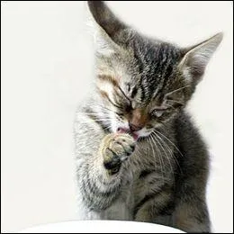 Quand un chat se lèche le torse ...