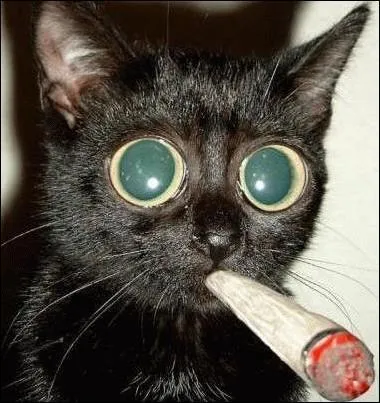 Quand un chat a les pupilles dilatées, il veut...