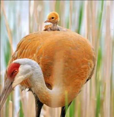 La réponse à cette photo sera verbale !