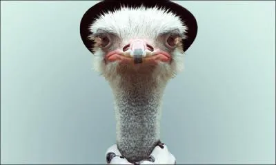 Vous n'avez pas fait un sans faute sur ce quiz, quel dommage ! Mais rassurez-vous, je vais vous aider à dissimuler votre honte !