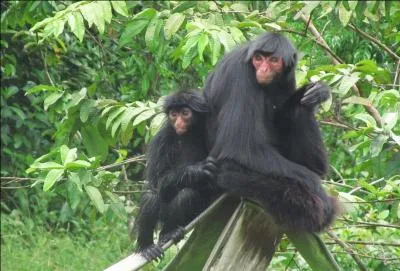 Trouver, grâce au nom des singes, le nom de cet instrument, c'est juste une question d'équilibre !