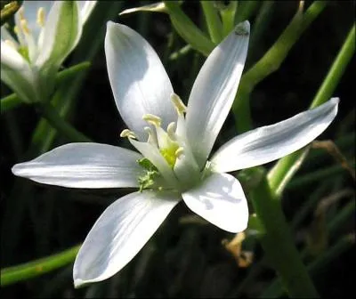 Quel est l'autre nom de cette fleur appelée "Dame d'onze heures" ?