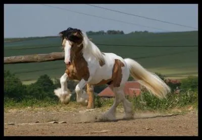 Pourquoi, pour un cheval castré dit-on "hongre" ?