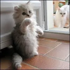 Quand vous montrez patte blanche, vous :