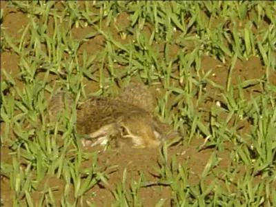 C'est une question de coup d'oeil, trouvez la bonne réponse et vous remonterez dans mon estime !
