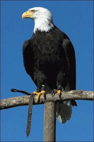 Counter-Strike connaît une nouvelle nation dominante du côté masculin et féminin. Quelle est cette nation ?