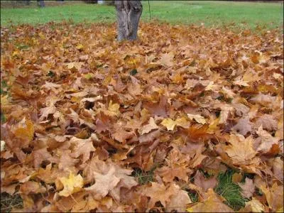 On y est ! C'est au moment de l'édition de ce quiz déjà l'automne, dans l'hémisphère nord et ici ! Il a commencé le ?