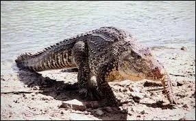 Quelques rebonds à l'engagement, et tel un mousquetaire, vous frappez en visant l'angle !