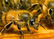 Quiz Autour des abeilles