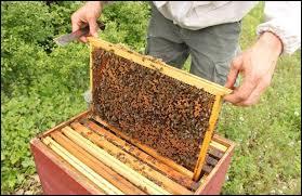 Comment s'appelle le principe de soigner avec des produits provenant de la ruche des abeilles ?