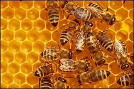 Qui chante "Les abeilles" dans les années 60 ?