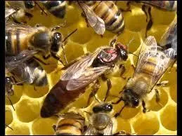 Quelle est l'espérance de vie de la reine dans un nid d'abeilles ?