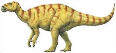Quel dinosaure herbivore de l'ordre des ornithischiens vivant au crétacé inférieur (entre 155, 7 et 93, 5 millions d'années), peuplait l'Europe, l'Asie, l'Afrique et l'Amérique, mesurait environ 5 m de haut, était long de 6 à 10 m et, pesait plus de 4 tonnes ?