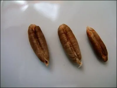 À quel fruit appartiennent ces noyaux ?