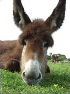Cr&eacute;&eacute;e en 1932, cette marque s'allie avec Renault en 1999 ; c'est une marque japonaise ; c'est la Niss...