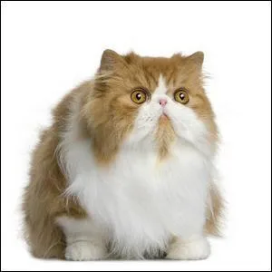 Quelle est la race de ce chat ?