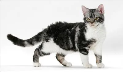 Quelle est la race de ce chat ?