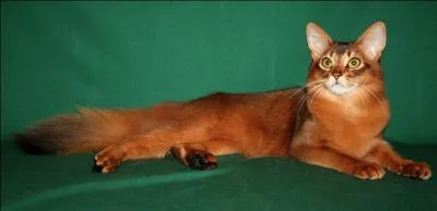 Quelle est la race de ce chat ?