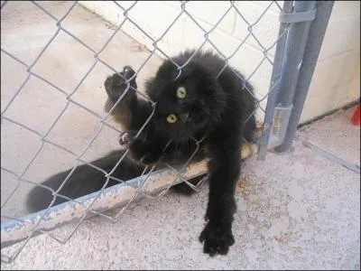 Ce félin a voulu passer par des barbelés... Et cela n'a pas très bien fonctionné. Ce chat a les yeux jaunes... Est-il possible de trouver un chat blanc aux yeux jaunes ?