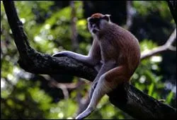 Quel est cet animal ?