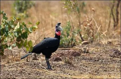 Quel est cet animal ?