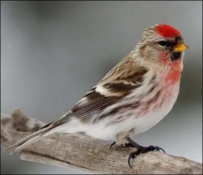 Quel est ce fringillidé hivernant chez nous ?