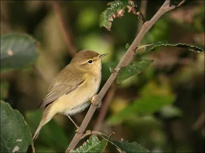 Quel est cet oiseau au cri reconnaissable ?