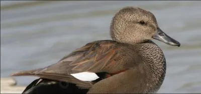 Quel est ce canard relativement commun ?