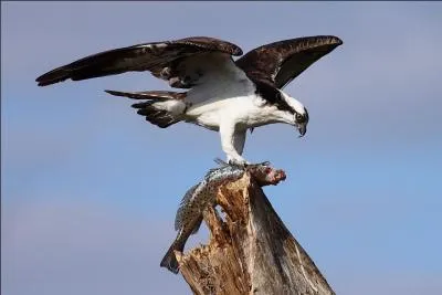 Quel est ce rapace de nos cours d'eau ?