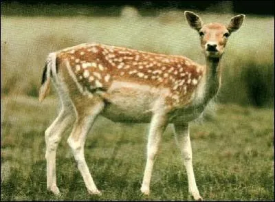 Le mot commence par SOU  et correspond à :