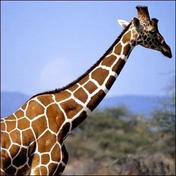 Capitale de la Russie comptant 15 512 000 habitants, c'est Mos...