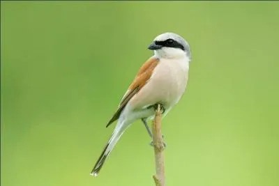 Quel est ce passereau carnivore ?