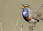 Quiz 10 oiseaux  reconnatre (3)