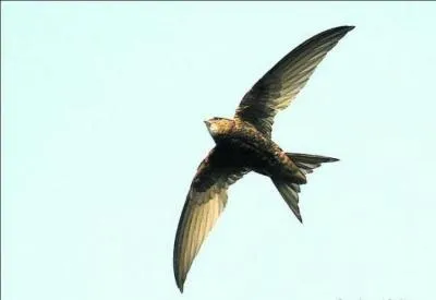 Quel est cet oiseau qui fait tout dans les airs ?