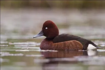 Quelle est cette fuligule rare en France ?