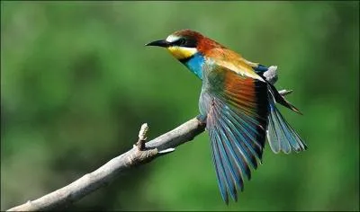 Quel est ce m&eacute;ropid&eacute; ?